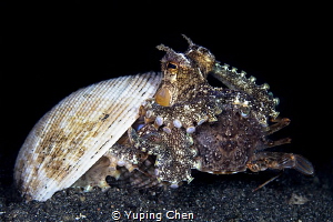 The Big Dinner//Lembeh strait, Indonesia, Canon 5D MarkII... by Yuping Chen 